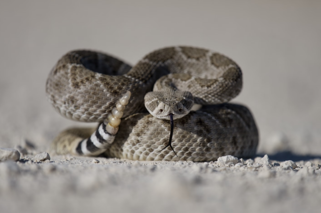 A coiled rattlesnake